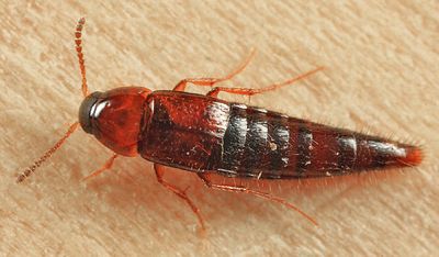 Bryoporus testaceus