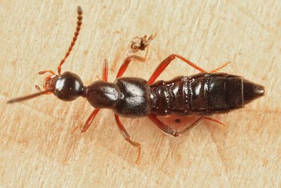 Colusa sp.