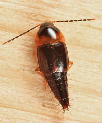 Nitidotachinus scrutator