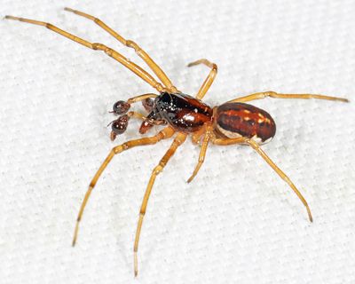 Pachygnatha autumnalis