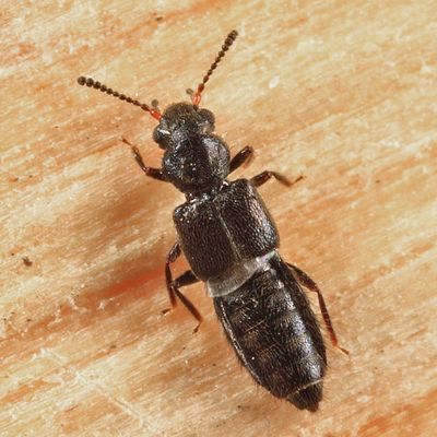 Thinodromus sp.