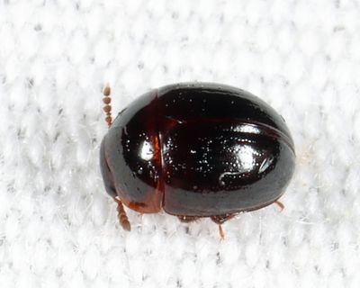 Anisotoma discolor