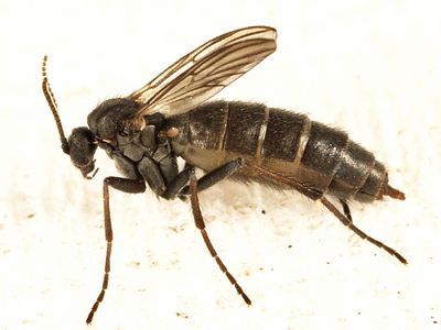 Boletina sp.
