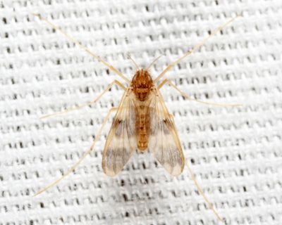 Zavrelimyia bifasciata
