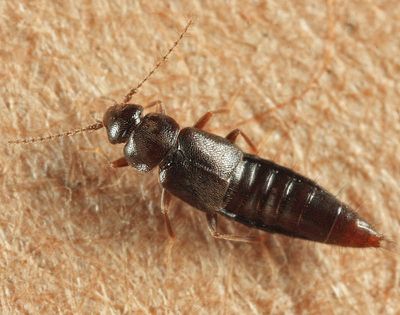 Trichophya pilicornis
