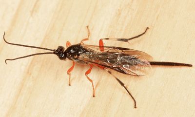 Earinus limitaris (femle)