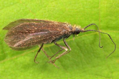 Lepidostoma reosum