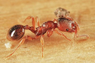 Stenamma impar