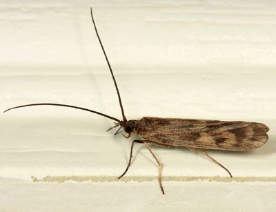 Molanna uniophila