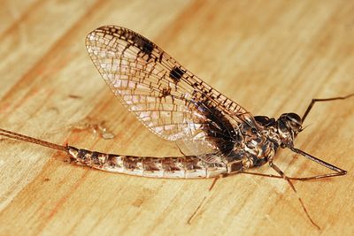 Siphloplecton basale