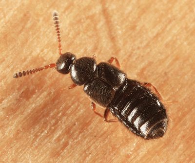 Trichiusa sp.
