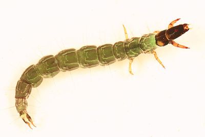 Rhyacophila acutiloba