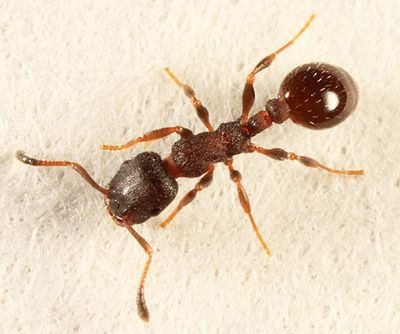 Leptothorax sp. (worker)