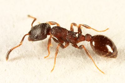 Leptothorax sp. (worker)