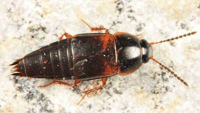 Tachinus fumipennis
