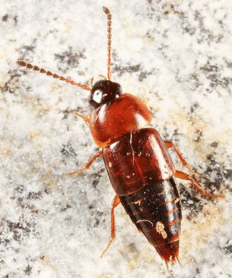 Tachinus corticinus