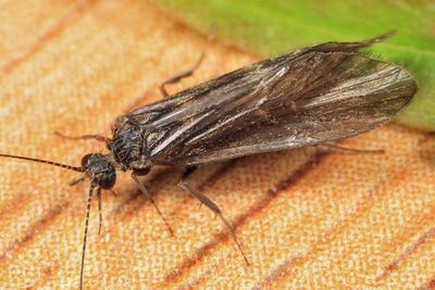 Rhyacophila manistee