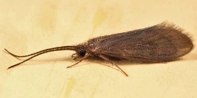 Little Black Caddisflies - Glossosomatidae