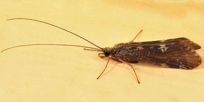 Cheumatopsyche campyla