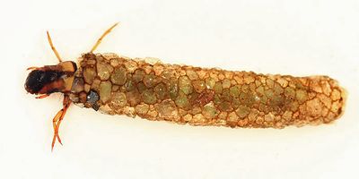 Psilotreta frontalis