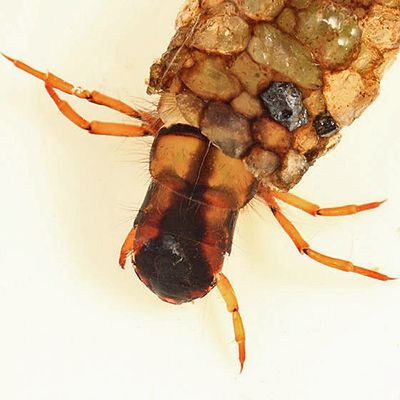 Psilotreta frontalis