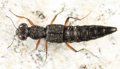 Stenus clavicornis