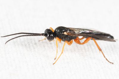 Pygocryptus brevicornis echthroides