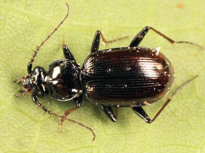 Ground Beetles - Subfamily Loricerinae