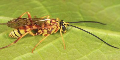 Banchus polychromus