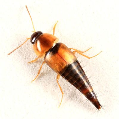 Tachyporus maculicollis