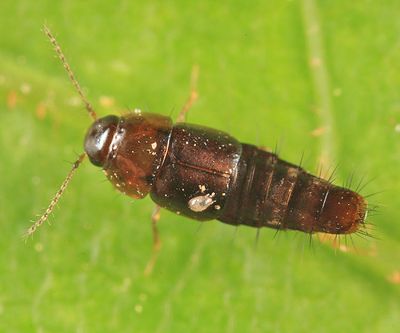 Rove Beetles - subfamily Habrocerinae