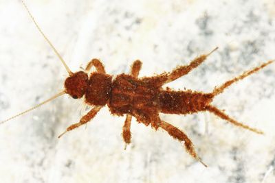 Amphinemura nigritta