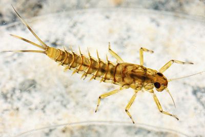 Baetis flavistriga