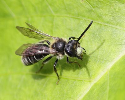 Andrena robertsonii
