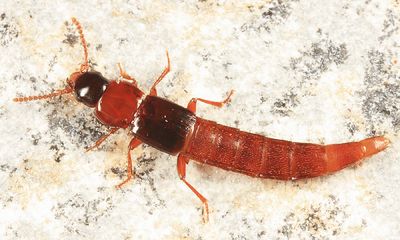 Olisthaerinae - Olisthaerus substriatus