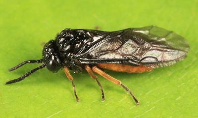 Eutomostethus luteiventris