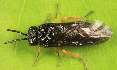 Eutomostethus luteiventris