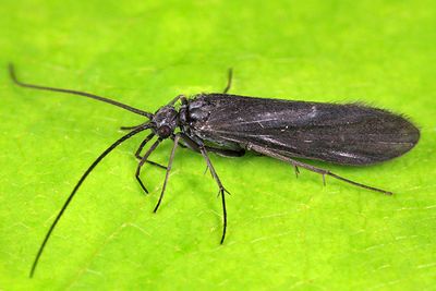 Chimarra aterrima