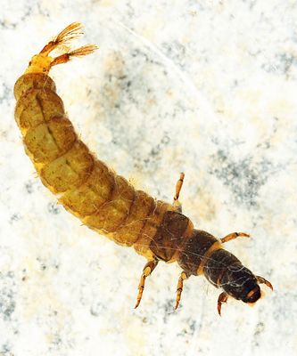 Hydropsyche alhedra