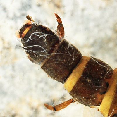 Hydropsyche alhedra