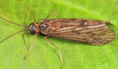 Diplectrona modesta