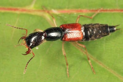 Homaeotarsus cribratus