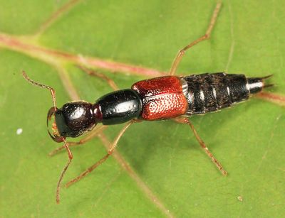 Homaeotarsus cribratus