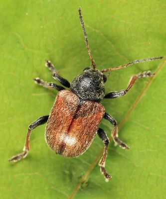 Bromius obscurus (Western Grape Rootworm)