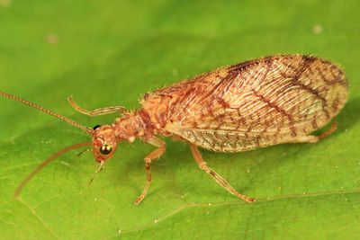 Micromus angulatus