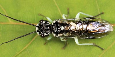 Pamphilius murrayi