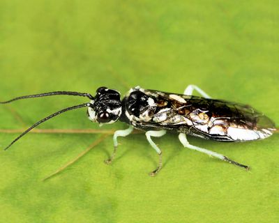Pamphilius murrayi