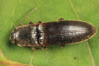 Dalopius fuscipes
