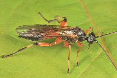Aleiodes terminalis