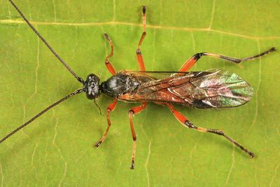 Aleiodes terminalis